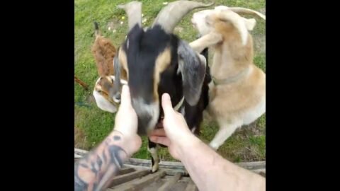 Goats Love Spy Dad