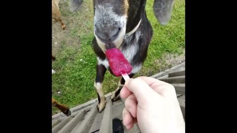 Spy Dad Feeding The Goats A Frozen Grape Popsicle.